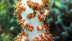 Tiny crab and brittle star on soft coral. by David Winokur 